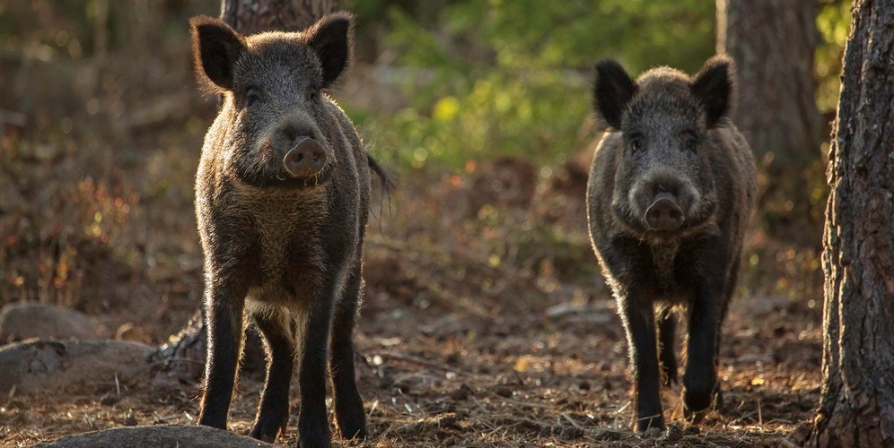 Green Fence Wild Boar Package, 100m