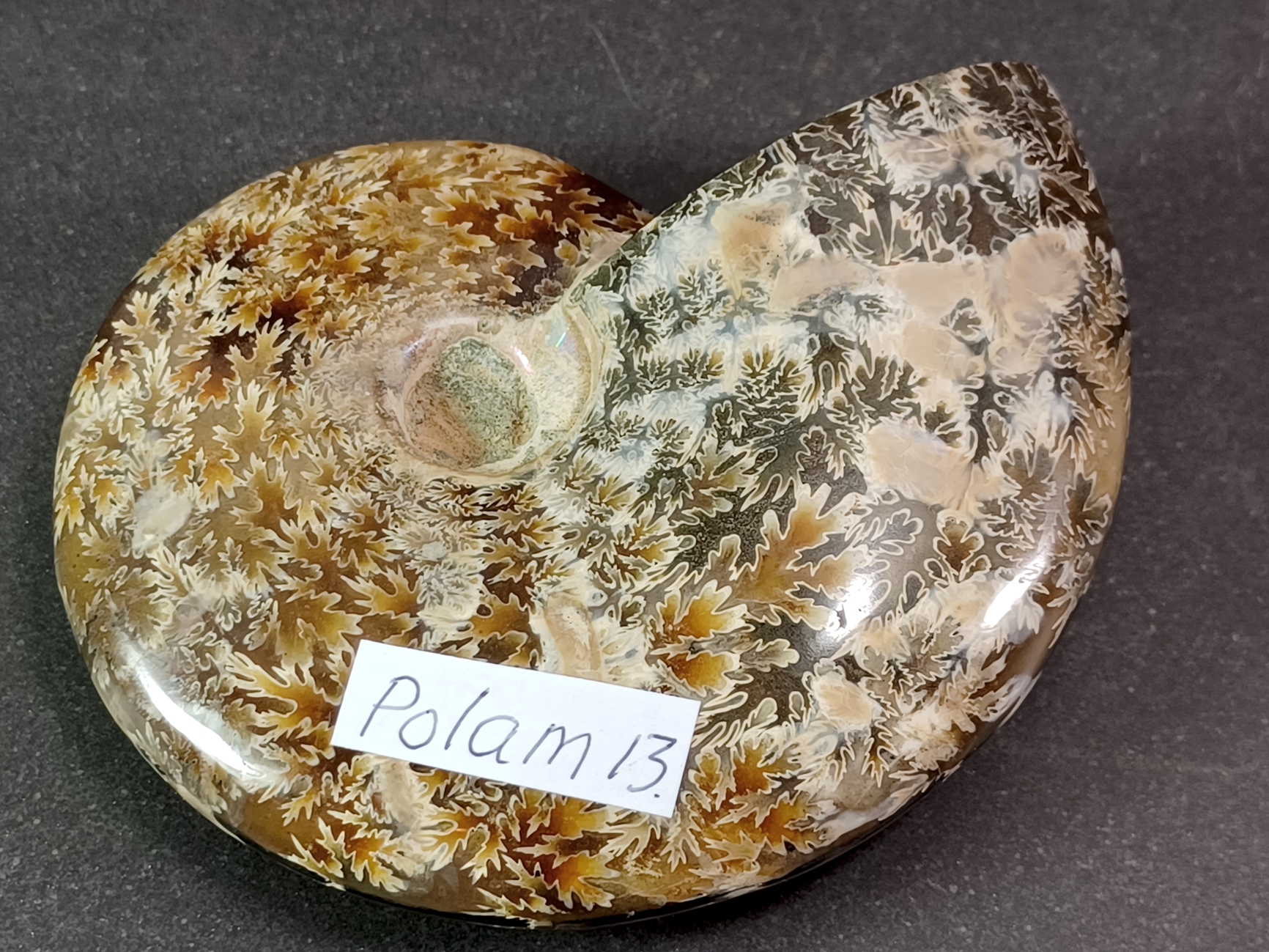 Polerad Ammonit - POLAM13