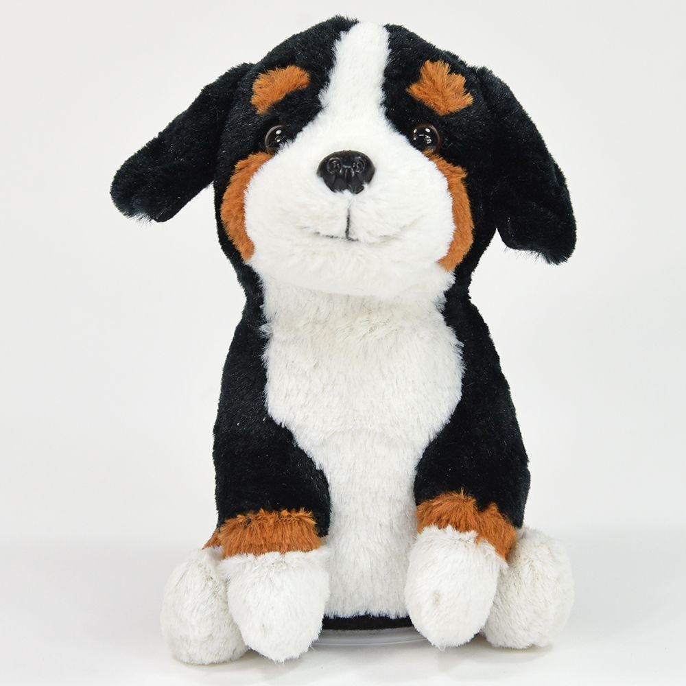 Taledyr, Berner sennenhund Rocky - 3