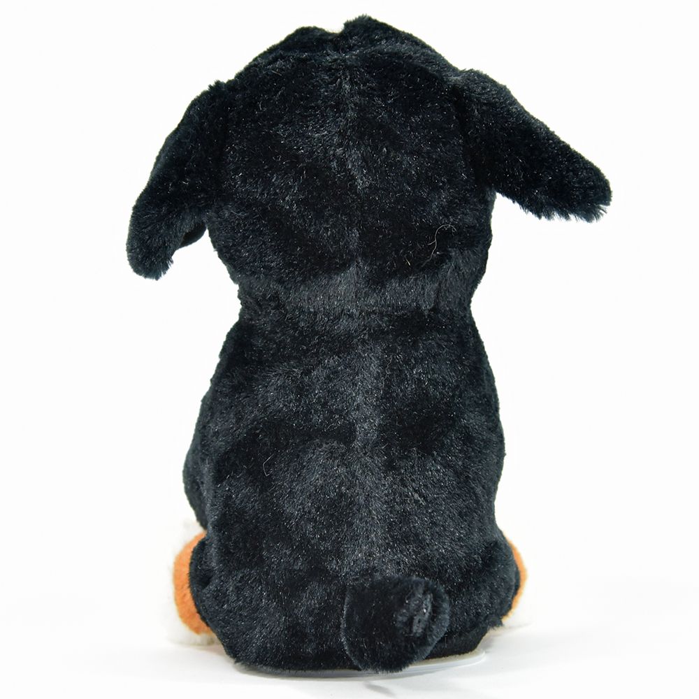 Taledyr, Berner sennenhund Rocky - 7