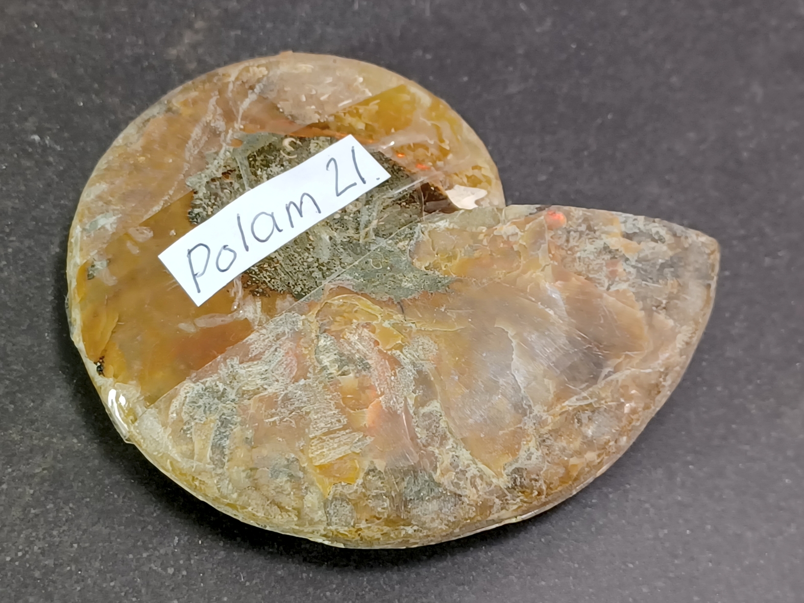 Polerad Ammonit - POLAM21