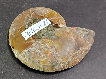 Polerad Ammonit - POLAM21