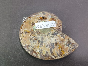 Polerad Ammonit - POLAM22