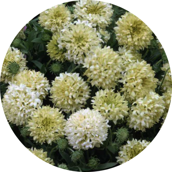 Sommarkokardblomster - Sundance White