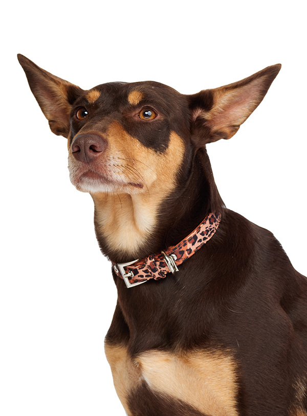 Urban Pup Cheetah Print Brun Medium - 2