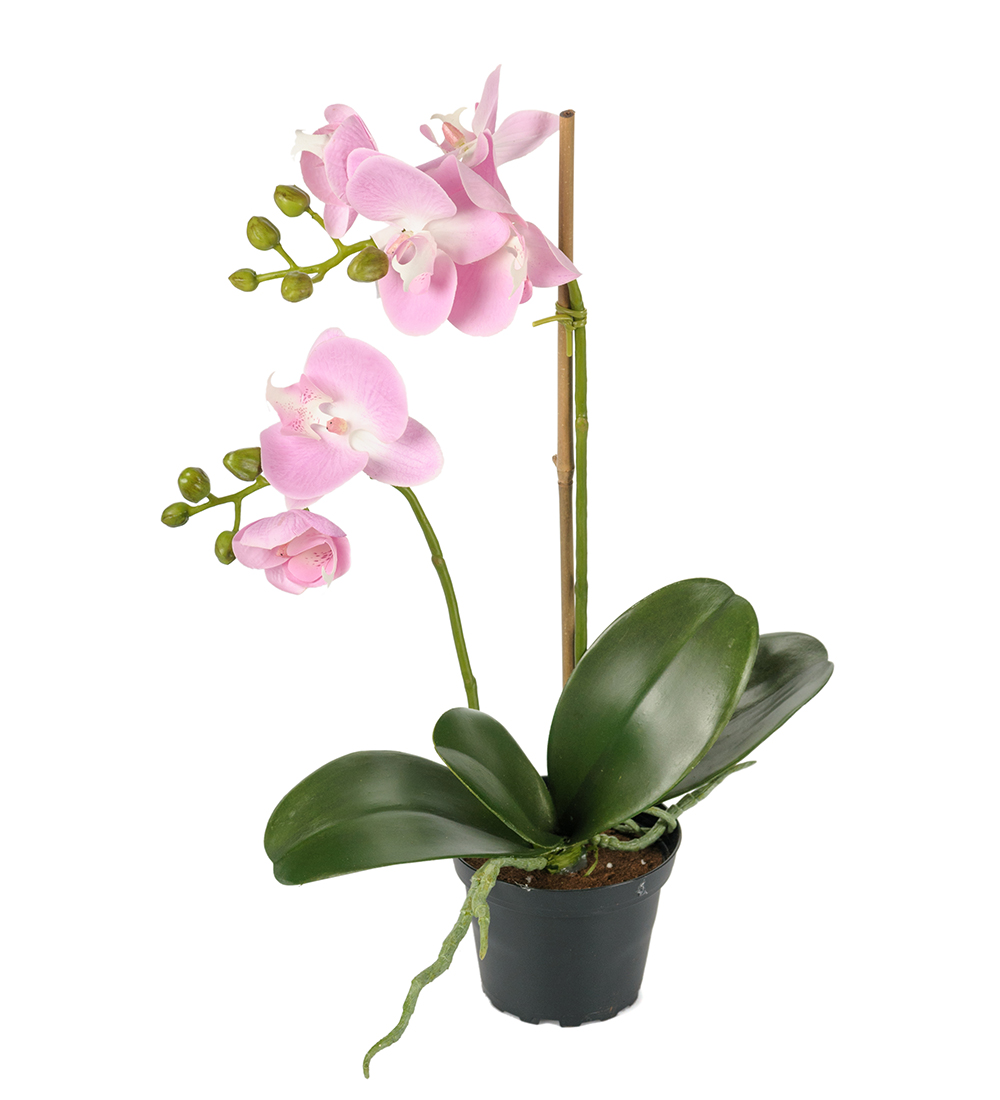 Orkide i kruka / Phalaenopsis / Rosa