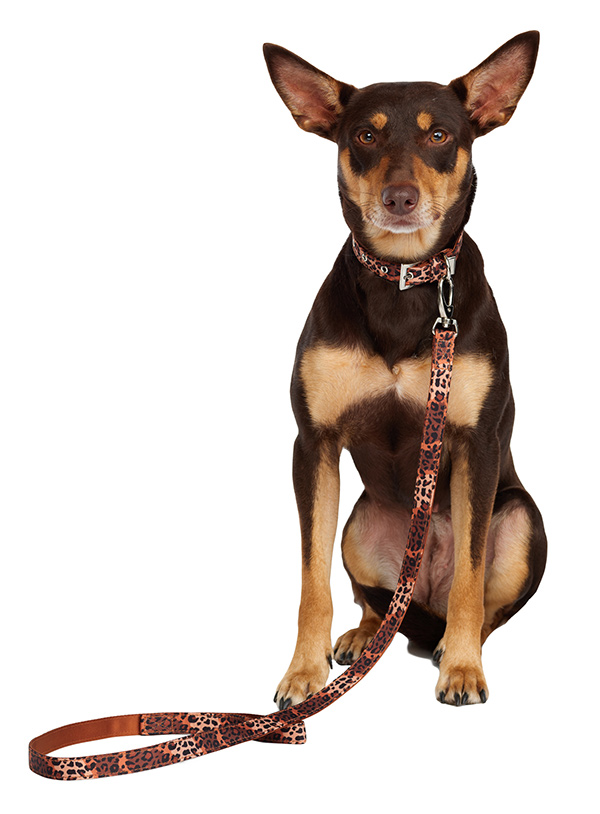 Urban Pup Cheetah Print Brun Fabric Koppel - 2