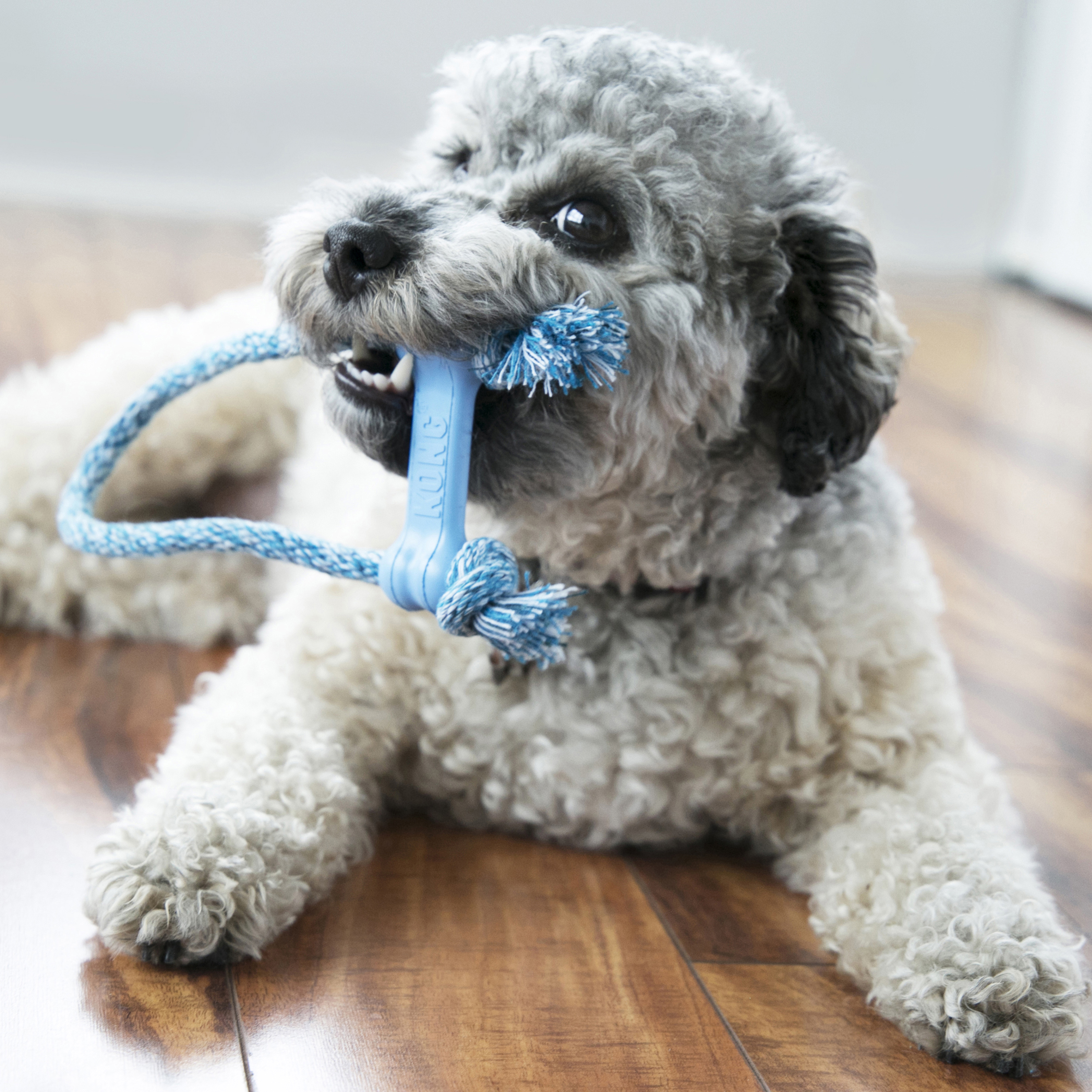 KONG Puppy - Goodie Bone med Rep XS - 4