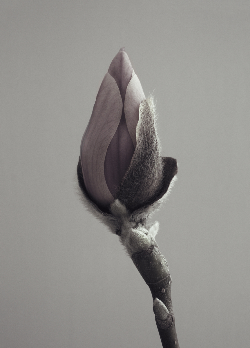 Magnolia Poster 30x40 - Fotokonst - 2