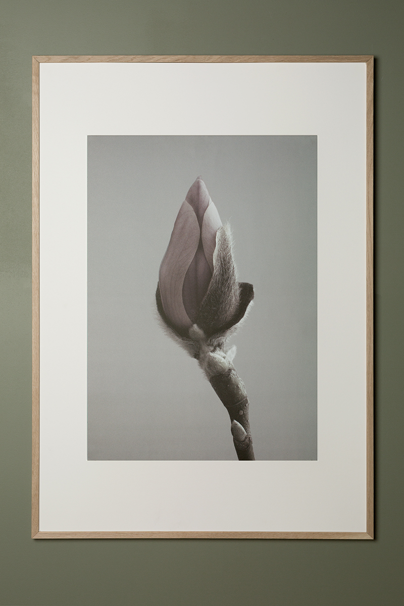 Magnolia Poster 30x40 - Fotokonst - 4