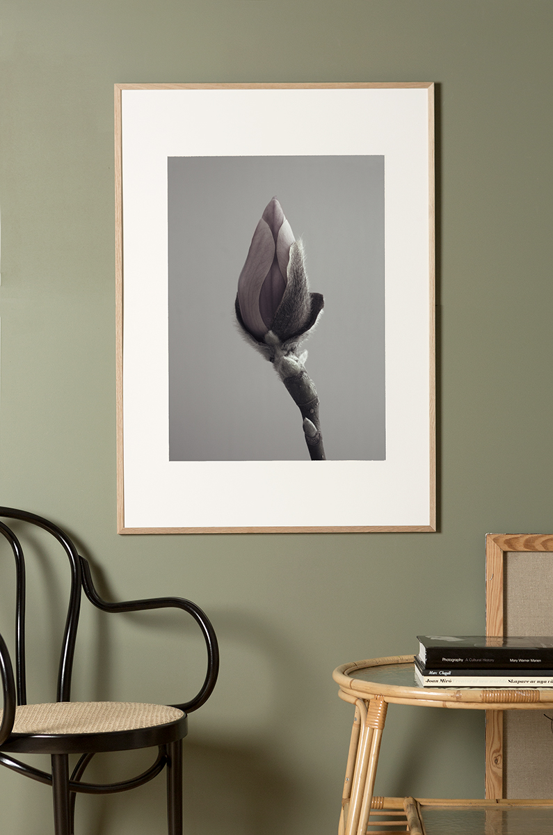 Magnolia Poster 30x40 - Fotokonst - 3