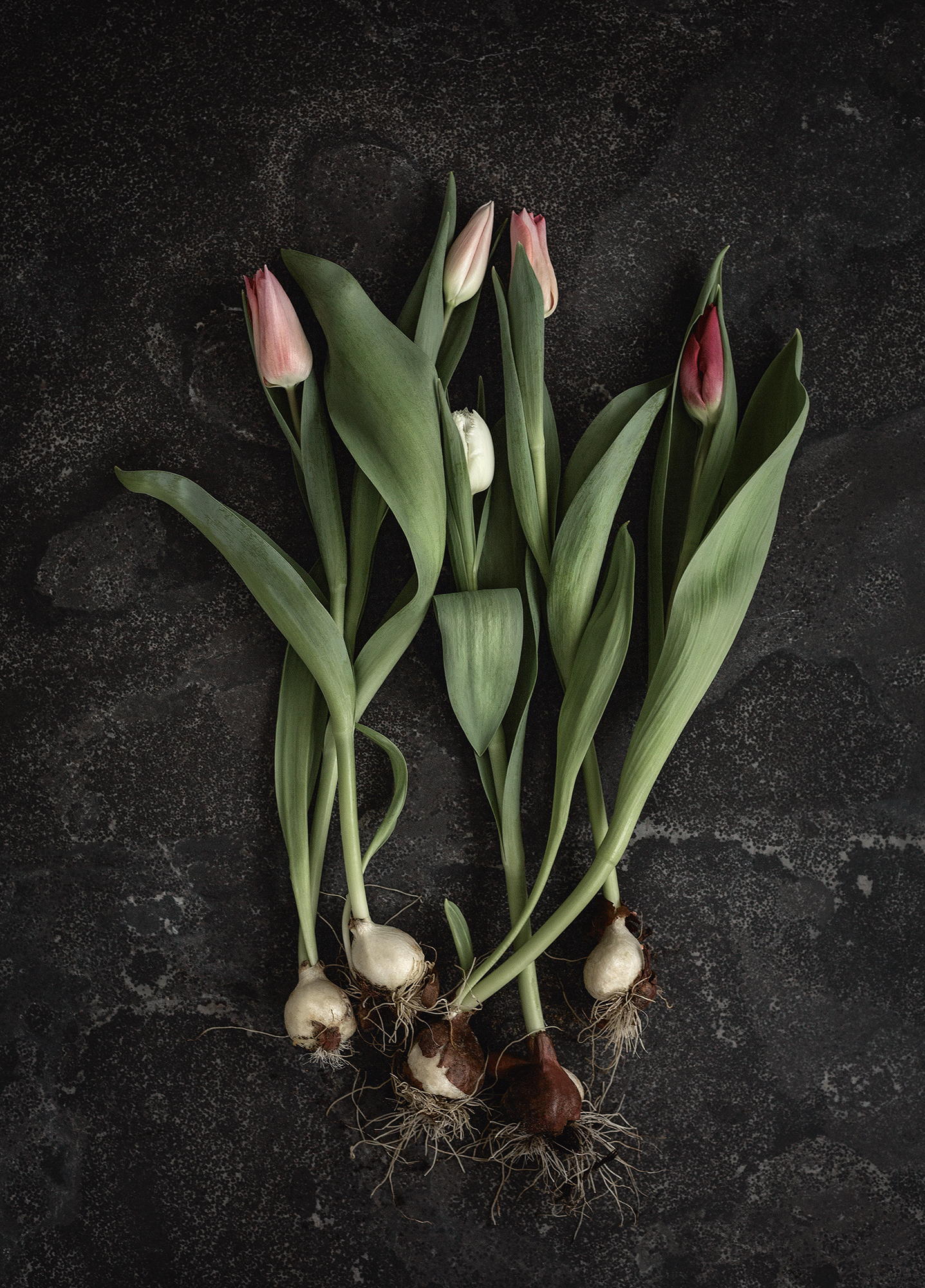 Tulips - Tulip Bulbs Poster 30x40 cm - Photo Art - 2