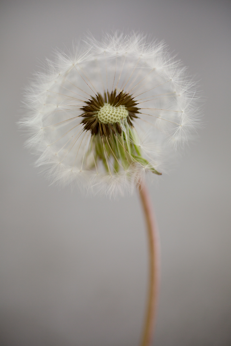 Overblown Dandelion - Seed Head Poster 30x40 cm - Photo Art - 3