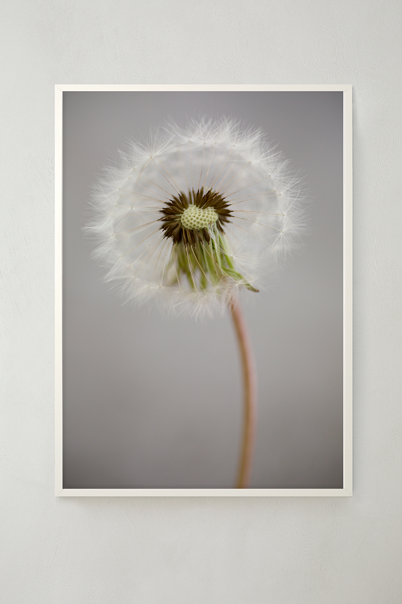 Overblown Dandelion - Seed Head Poster 30x40 cm - Photo Art - 2