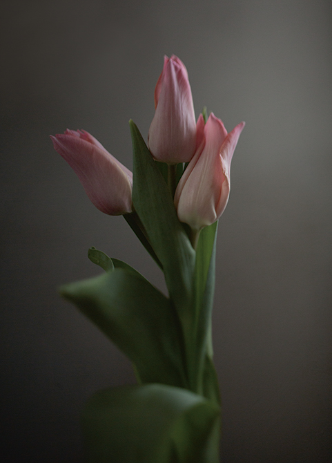 Rosa Tulpaner Poster 30x40 cm - Fotokonst - 2