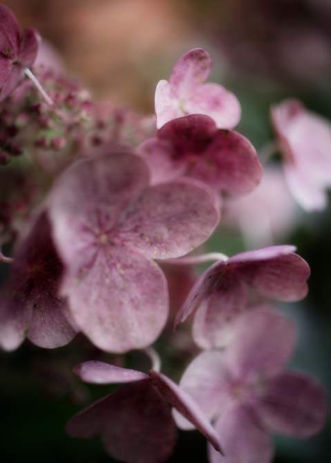 Hortensia - Hydrangea Poster 30x40 cm - Fotokonst - 2