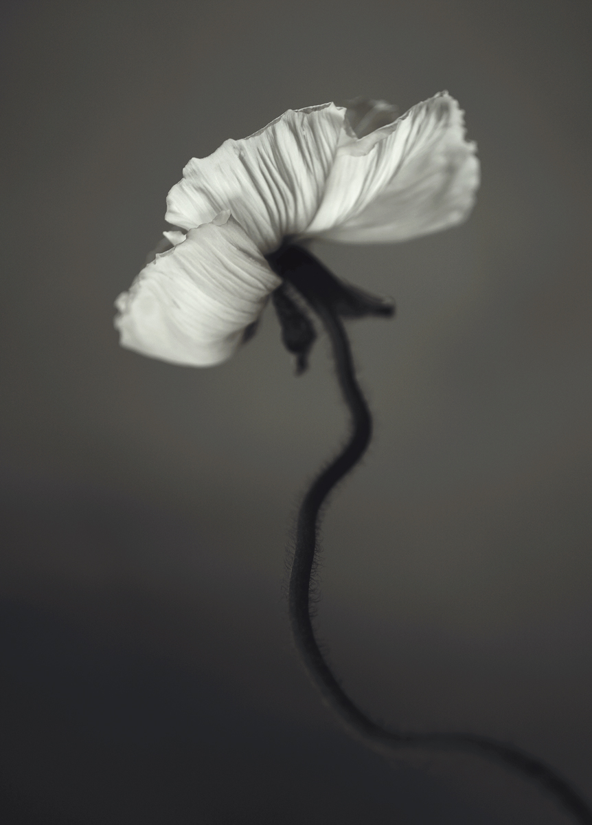 White Poppy - Poster 30x40 cm - Photo art - 2