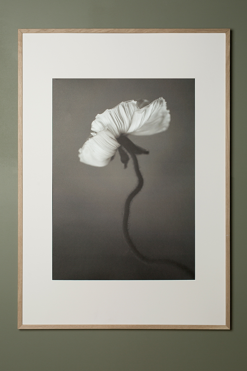 White Poppy - Poster 30x40 cm - Photo art - 3