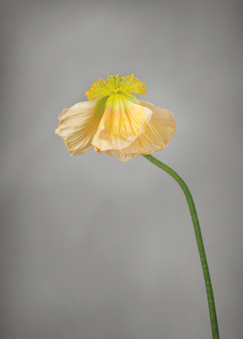 Yellow Poppy - Poppy - Poster 30x40 cm - Photo Art - 2
