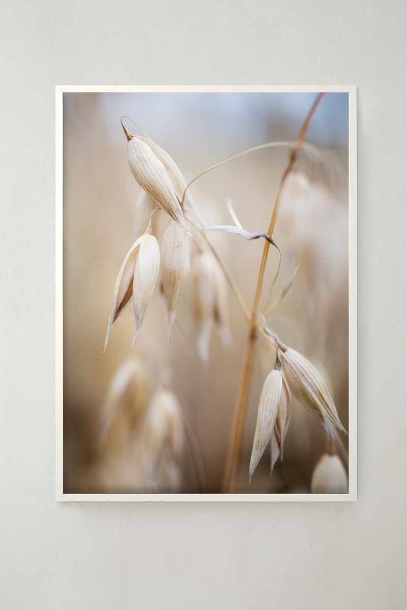 Havre - Sädesslag - Gröda - Poster 50x70 cm - Fotokonst - 2