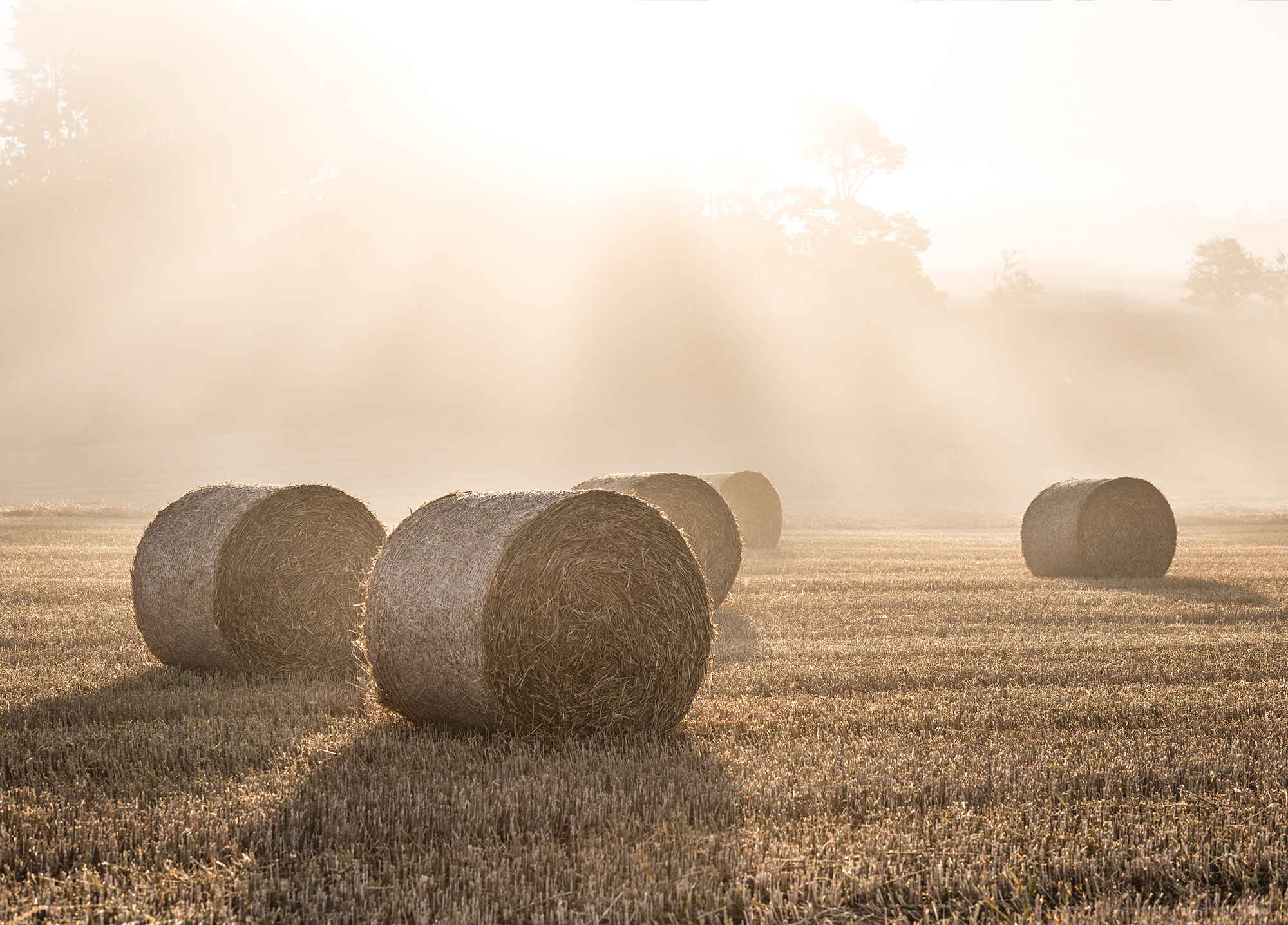 Hay bales in a field - Poster 30x40 cm - Photographic art - 2