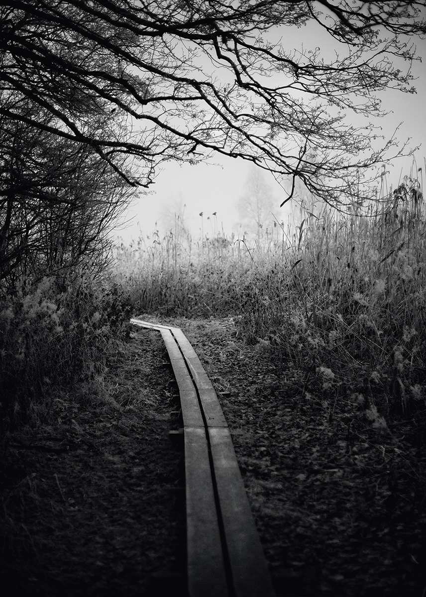 Morning Walk - Poster 30x40 cm - Photo Art - 2