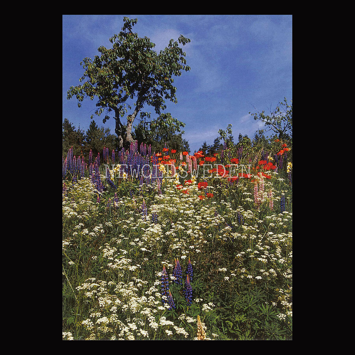 Sommarbacken - Vykort A5