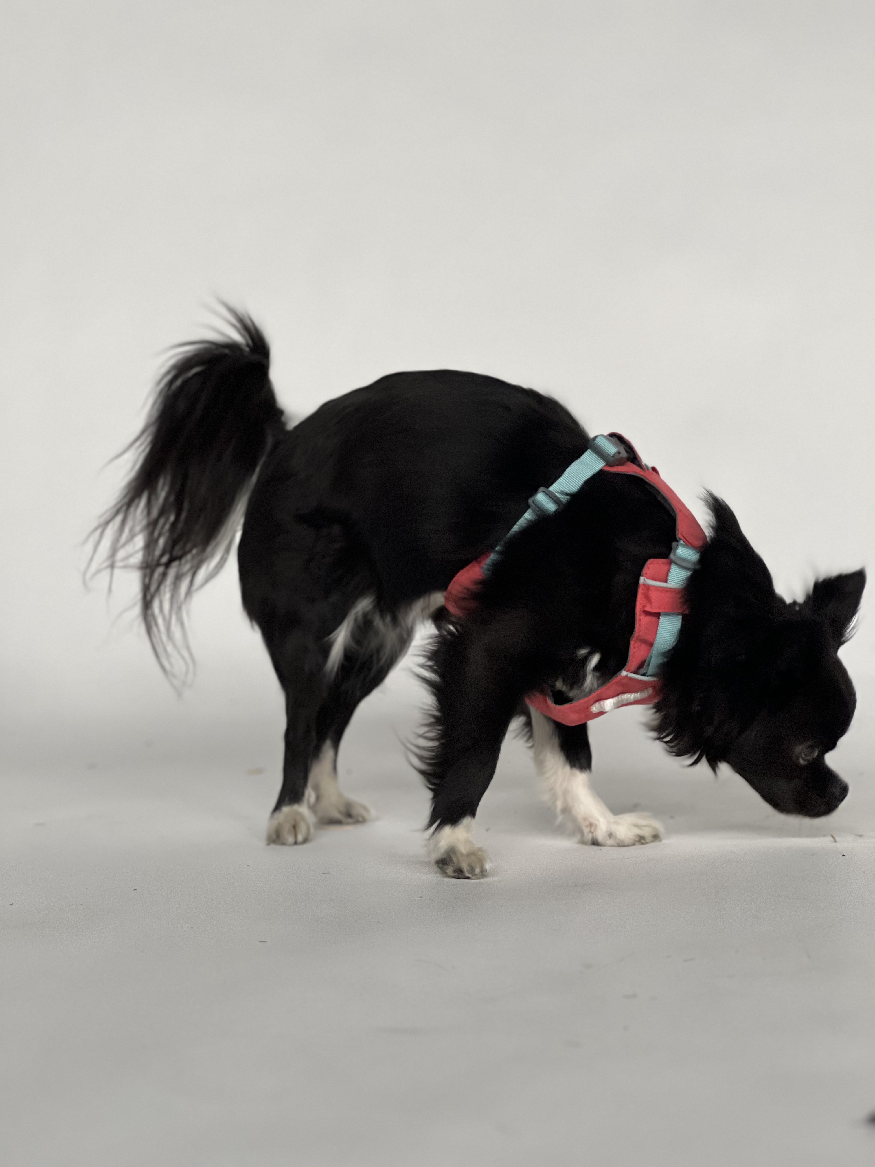 Ruffwear Hi & Light Dog Harness - Sage Green - 7