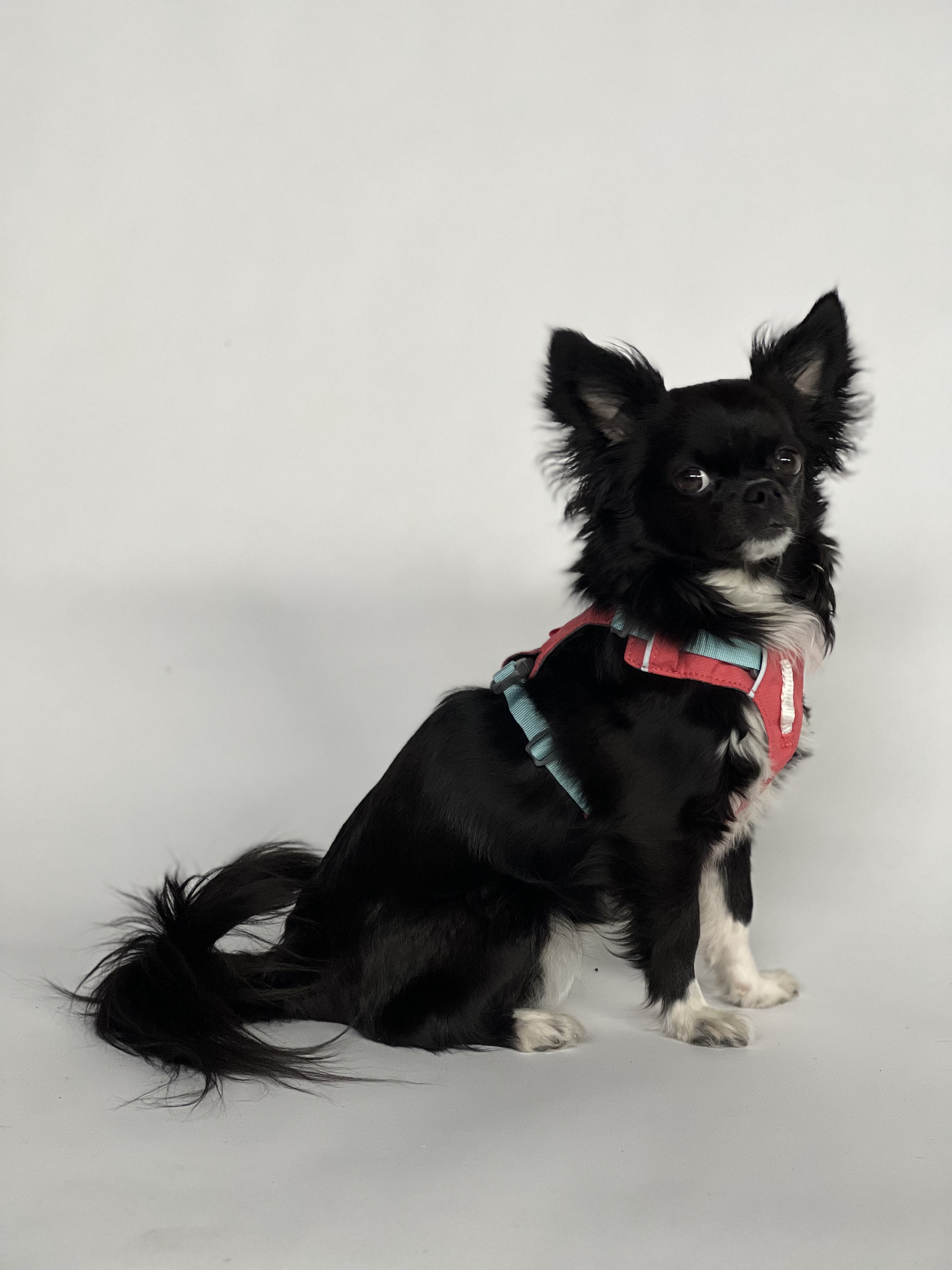 Ruffwear Hi & Light Dog Harness - Sage Green - 6
