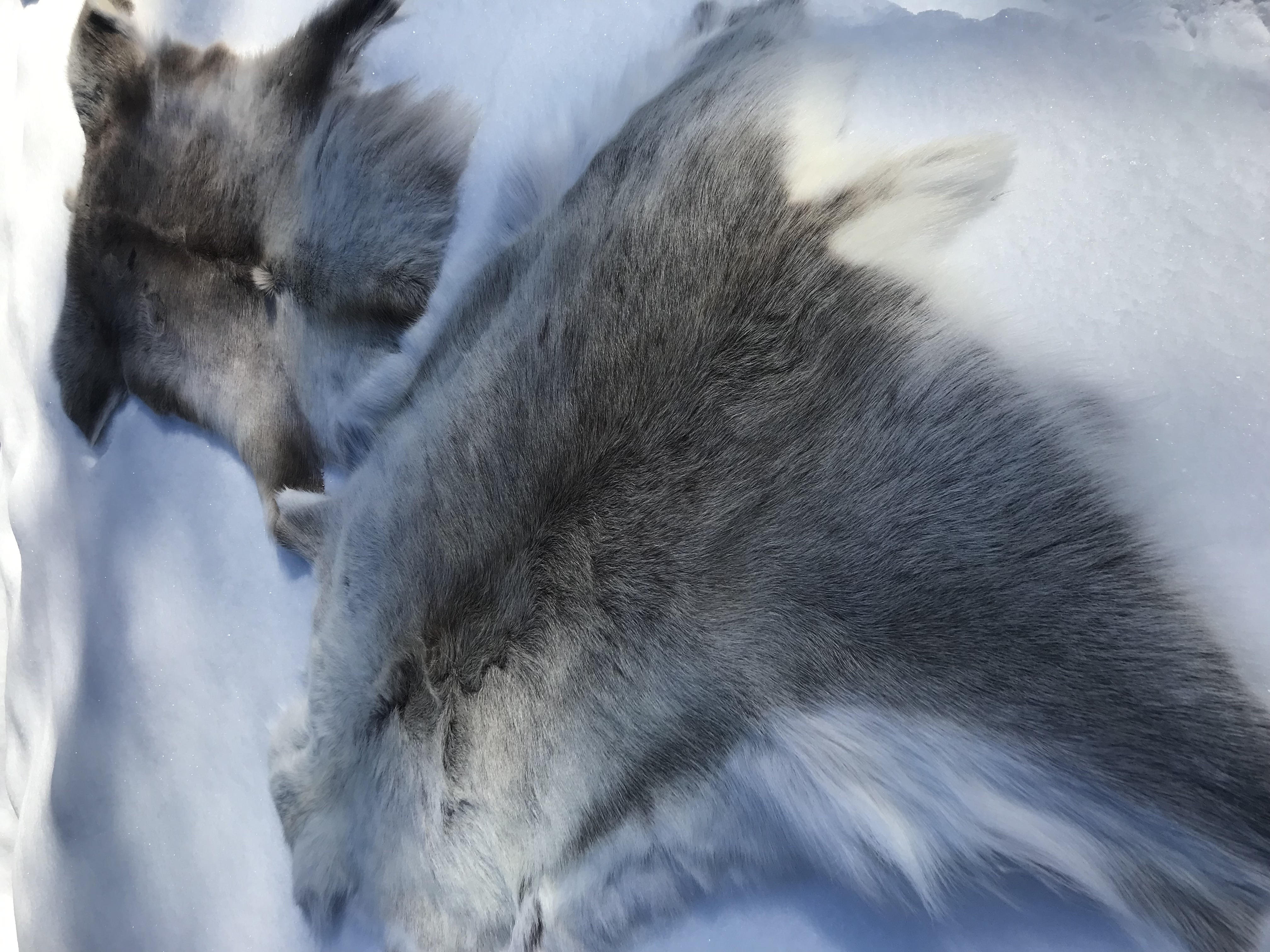 Kero Reindeer päls silikonbeh utomhusbruk - 2