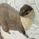 Staffan Johnson (WWF 1988) White Wall Plaque with Otter Motif 32 cm