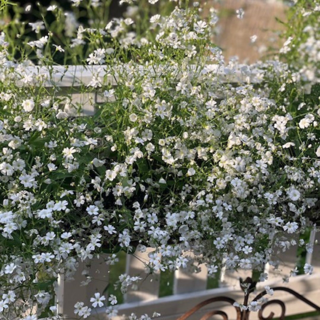 Sommarslöja - Covent Garden