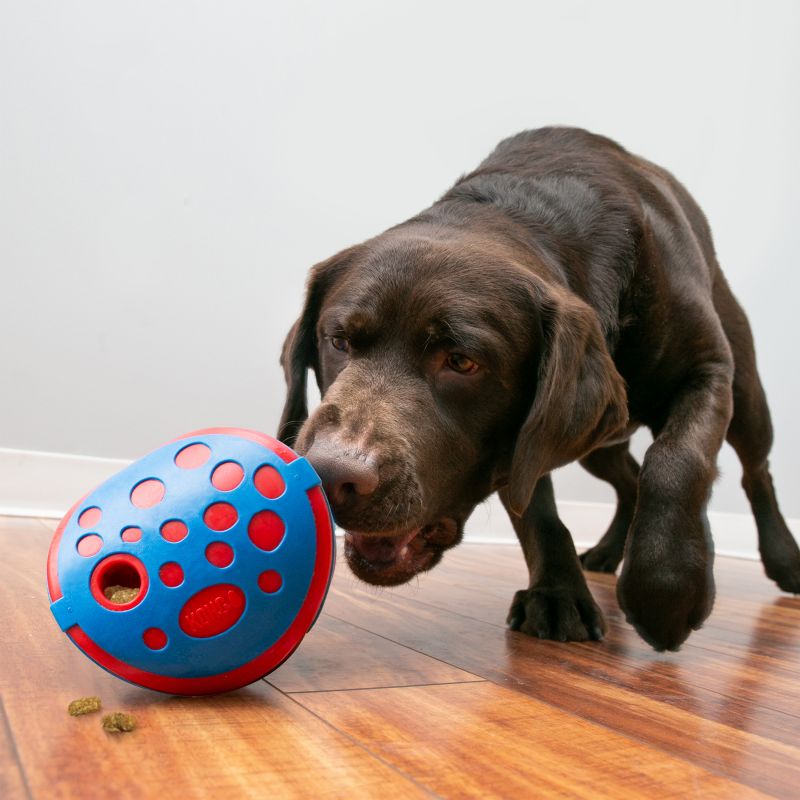 KONG Wally Rewards - mental activation for dogs