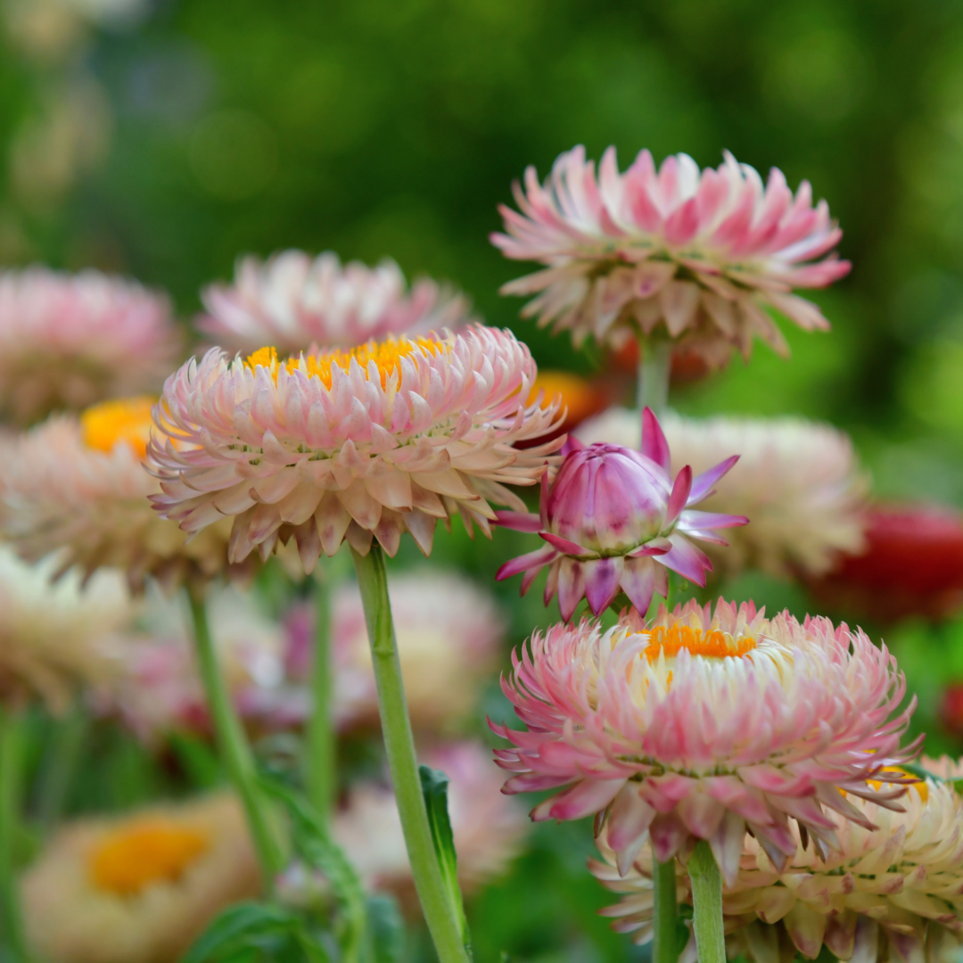 Jätteeternell - Silvery Rose