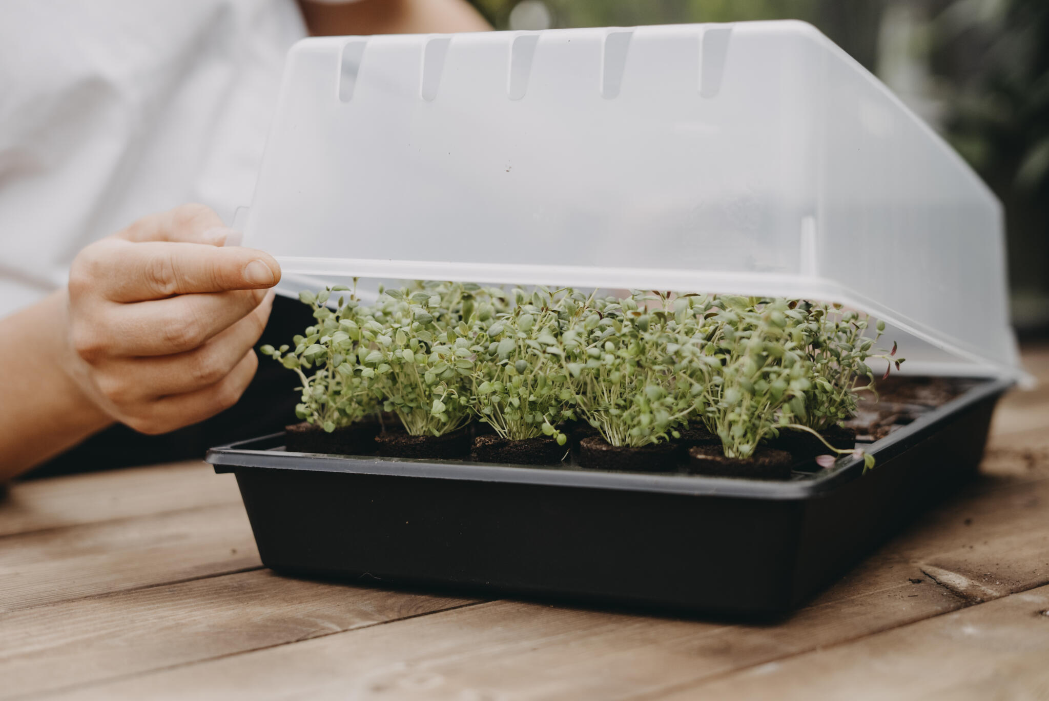 Odlingstråg med lock och minipluggbrätten