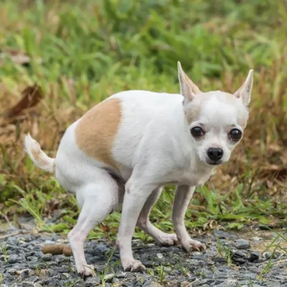 Dog poop - 3
