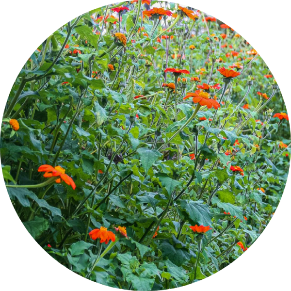 Inkakrage - Red Torch