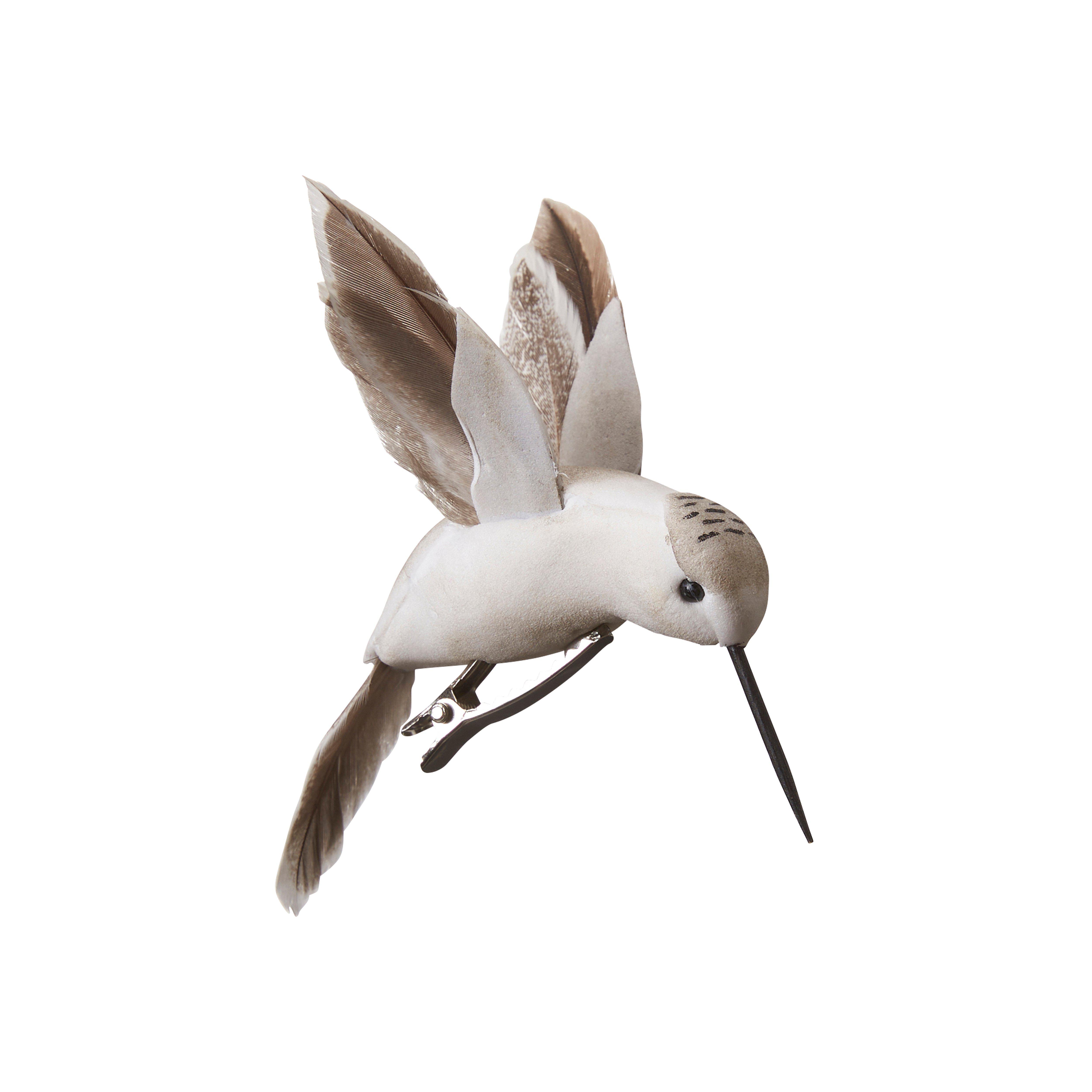 Kolibri med klämma - Natur
