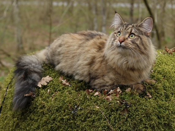 SE Furandpurr´s Althea - 5