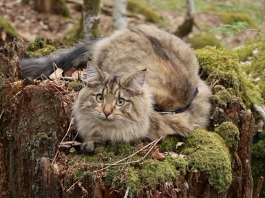 SE Furandpurr´s Althea - 7