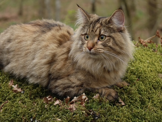 SE Furandpurr´s Althea - 4