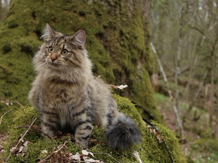 SE Furandpurr´s Althea - 3