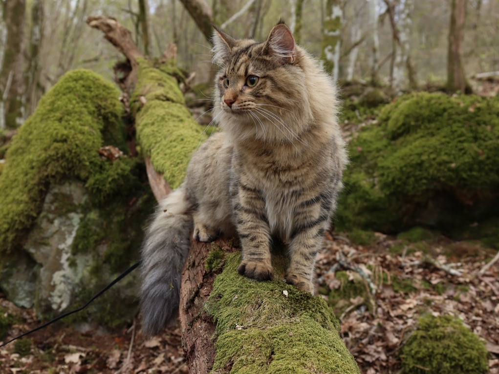 SE Furandpurr´s Althea - 6