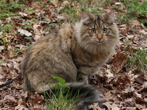 SE Furandpurr´s Althea