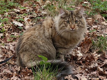 SE Furandpurr´s Althea