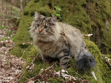 SE Furandpurr´s Althea - 2