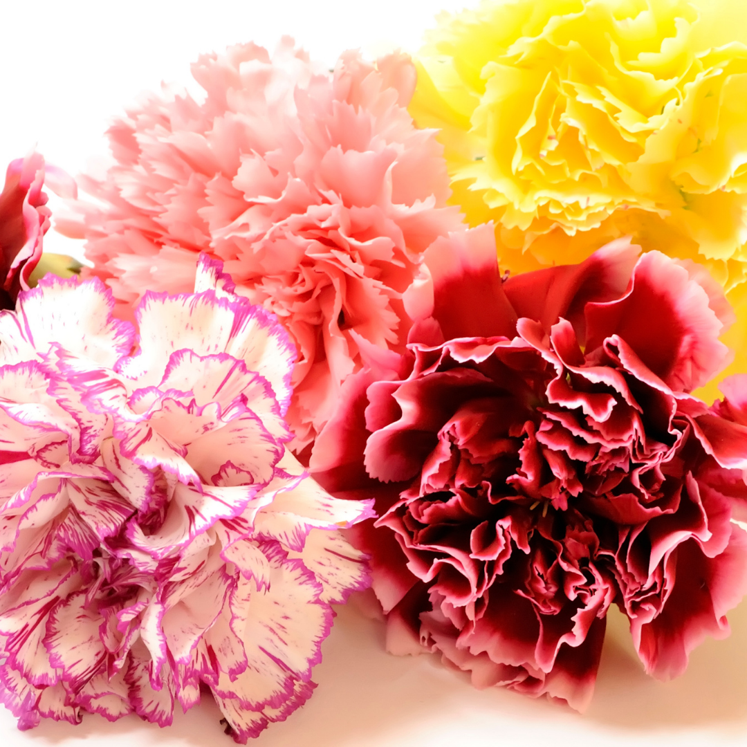 Trädgårdsnejlika - Chabaud Mix