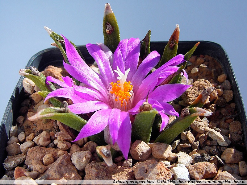 Ariocarpus agavoides PP 208 (Tula, Mex)