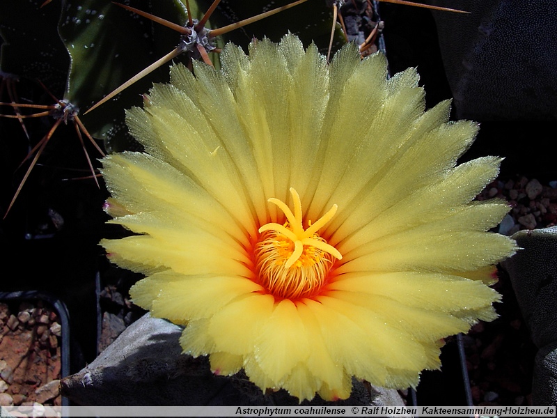 Astrophytum coahuilense (Cerro Bola, Coah)