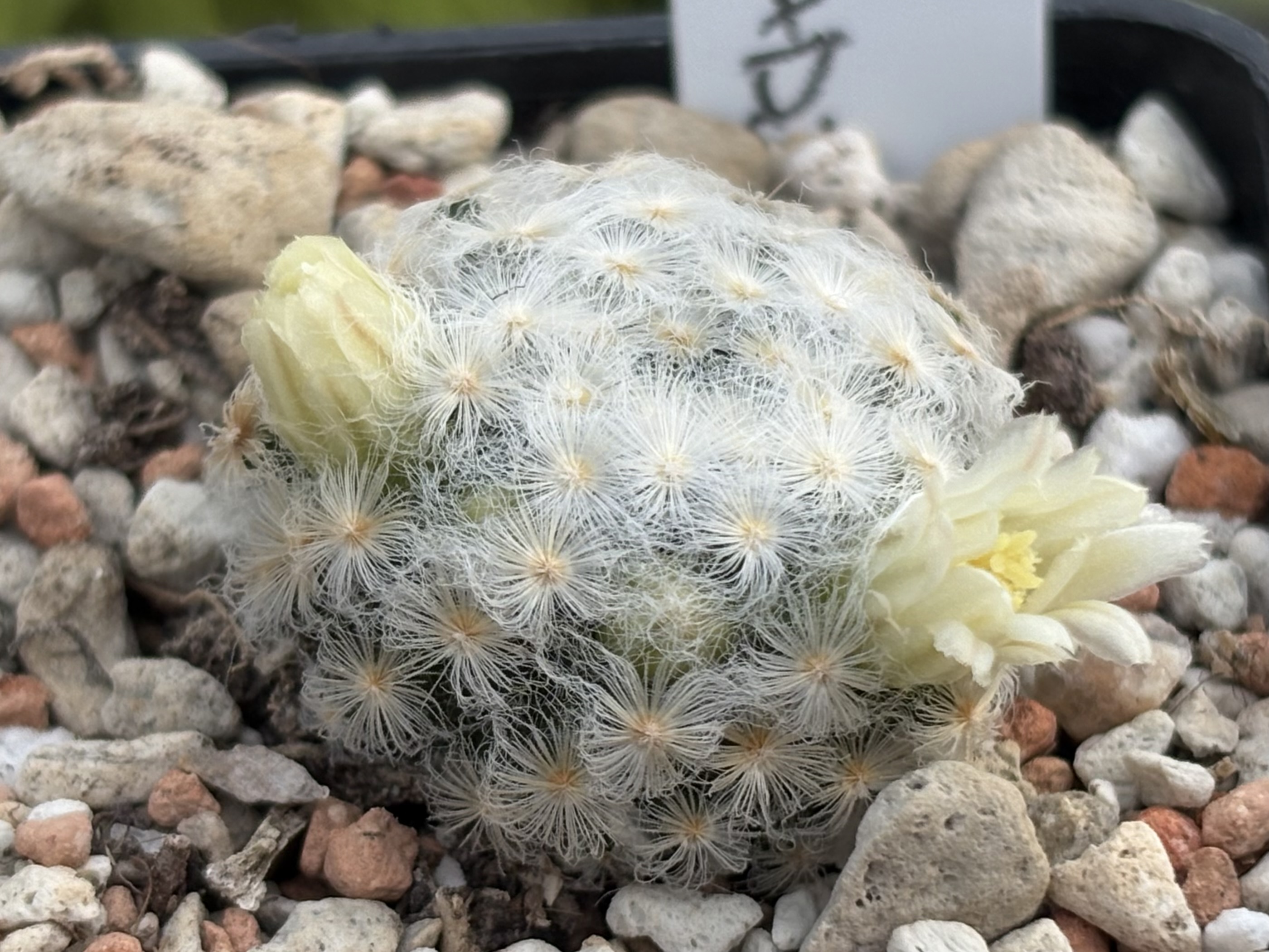 Mammillaria schiedeana v. plumosa (Las Adjuntas)